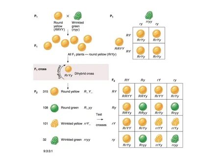 Solved One of Mendel’s crosses is described in Figure 4.10 C