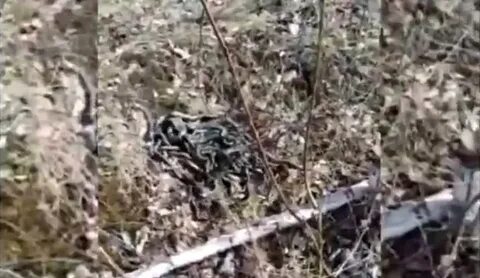 Invasion of snakes shot in Skovorodino (VIDEO) Accidents Sel