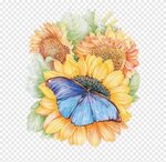 Blue butterfly on yellow flowers illustration, Monarch butte