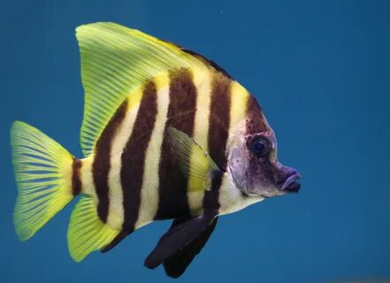 Tropical Fish Tropical fish pictures, Tropical fish tanks, T