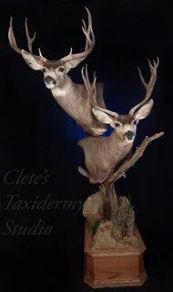 Clete's Taxidermy Studio Mule deer, Deer, Deer mount ideas