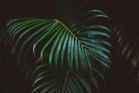 Download "Palm Tree Branch" wallpapers for mobile phone, fre