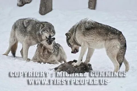 Alpha Male Has First Pick (Timber Wolf; a subspecies of Cani