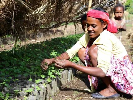 Nespresso Plants 200,000 trees in Ethiopia and Guatemala