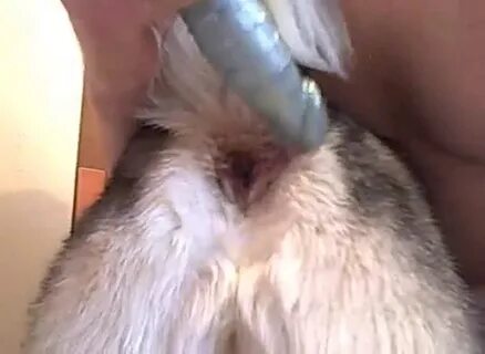 Female Dog Anal 2 - Extrem Sex and Taboo Porn.