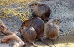 Picture of a Nutria Rat on Animal Picture Society