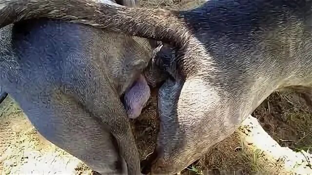 Why Dogs Get Stuck After Mating Dogs Mating Process Explaine