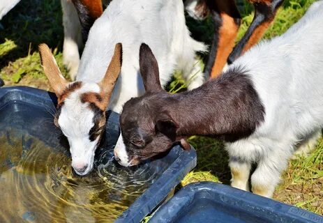 goat-drinking-water