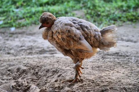 Free Images : wildlife, beak, hawk, chicken, fauna, hen, bir