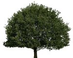 The last tree on Earth. on Behance