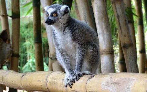 File:Ring-tailed Lemur 1.JPG - Wikimedia Commons