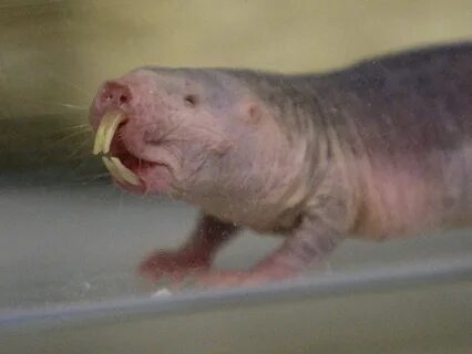 Naked Mole Rat's Genetic Code Laid Bare WBUR