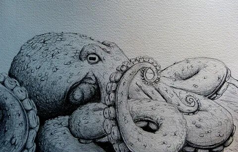 Realistic Octopus Drawing at PaintingValley.com Explore coll