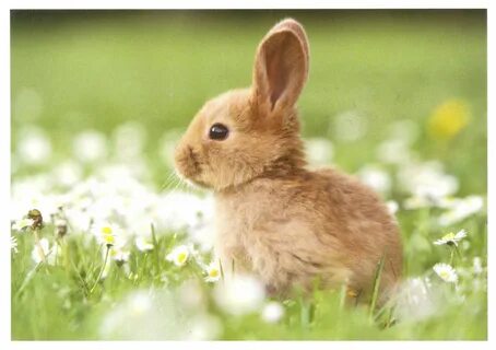 Cute Little Bunny Profile Cute bunny pictures, Cute baby ani