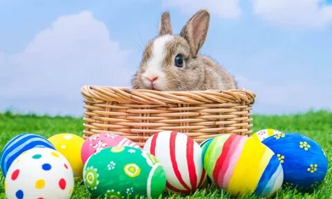 Egg hunt gif - Best adult videos and photos