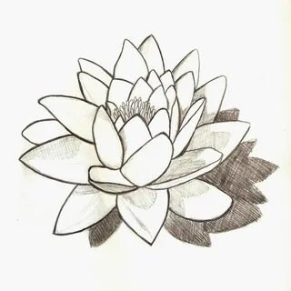 lily tatto ideas Water lily tattoos, Lily tattoo, Lily tatto