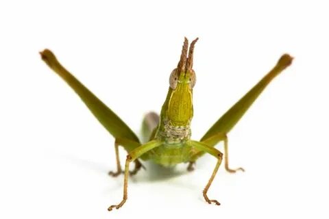 Key's Matchstick Grasshopper - ABC News (Australian Broadcas