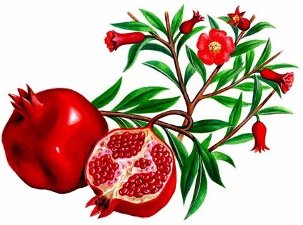 Pin on Pomegranates