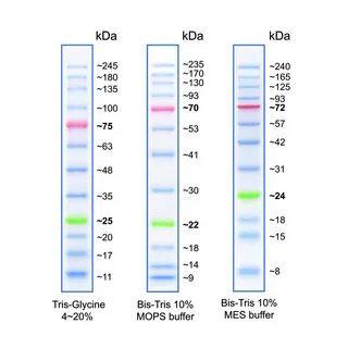 BlueStar Plus Prestained Protein Marker - NIPPON Genetics EU