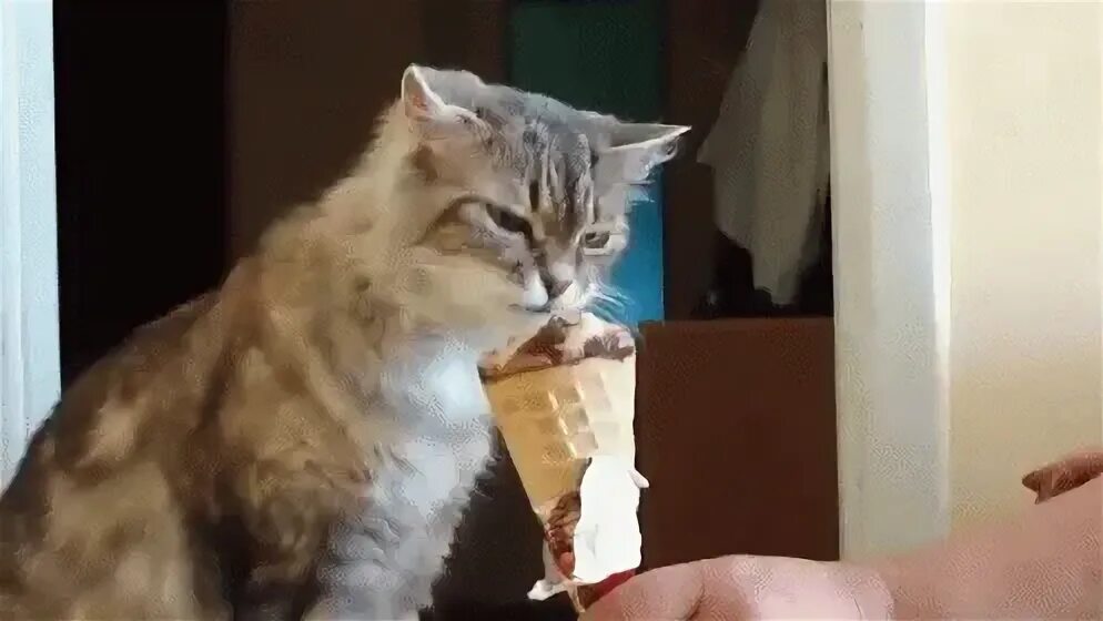 Cat Eating Ice Cream, And She Loves It. GIF - Cute Cat Icecr