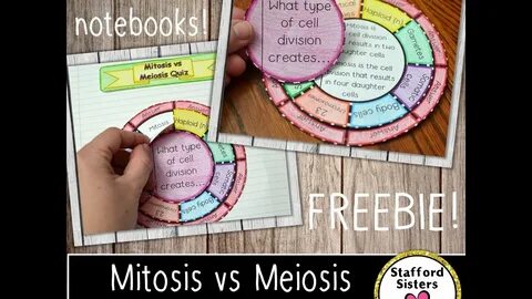 Mitosis vs Meiosis Wheel Foldable FREEBIE - YouTube