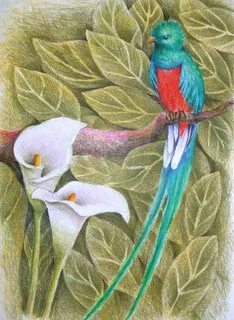 Quetzal Bird Drawing at PaintingValley.com Explore collectio