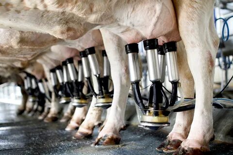 How Cows Are Milked - The Dairy Alliance.