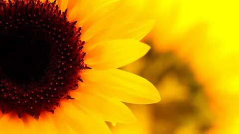 Aesthetic Sunflower Horizontal Wallpapers - Wallpaper Cave