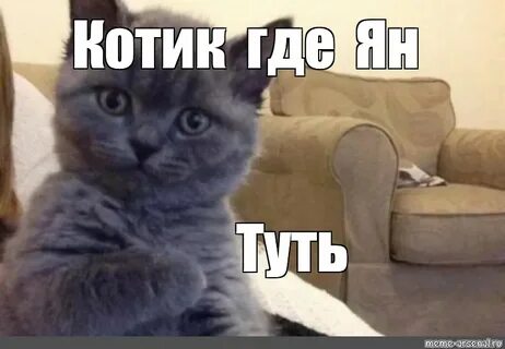 Мем: "Котик где Ян Туть" - Все шаблоны - Meme-arsenal.com