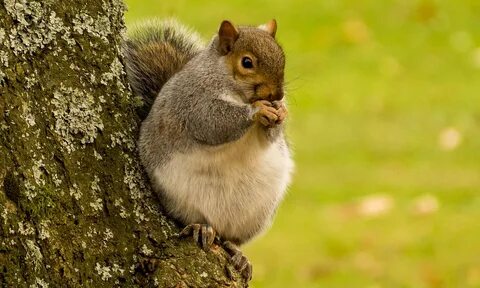 Fatty squirrel why him