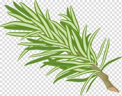 Leaf Drawing, Herb, Plant, Rosemary, Flower, Grass, Terrestr