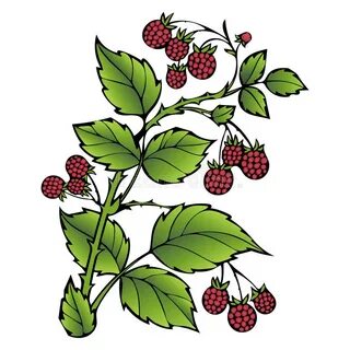 Raspberries. Branch Raspberry Leaves and Berries. Forest Pai