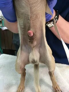 Pictures Of Paraphimosis In Dogs : My Dog S Penis Is Dark Re
