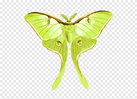 Бесплатная загрузка Бабочка Luna Moth Насекомое рисунок, акв