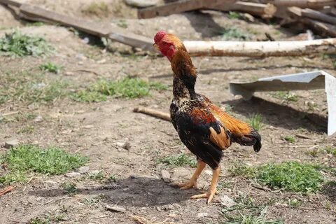 Japanese Chicken Breeds: Everything You Have to Know about T