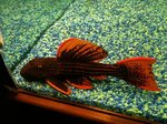 Sunshine Pleco Longfin Eksotisnya Ikan Sapu-sapu #aquariumfi