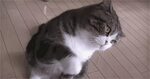 Kitty Five GIF by Reactions Gfycat
