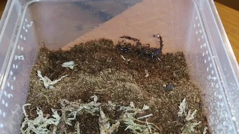 Asian forest scorpion home improvements - YouTube