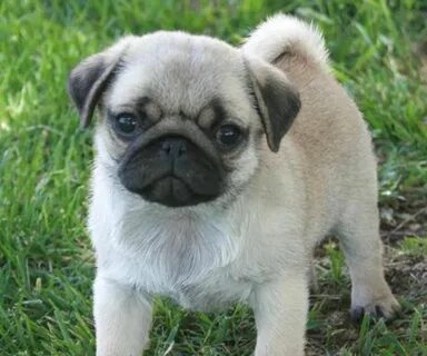 Pin by Ayca Yasa on Cutiess 3 3 Pug puppies, Pug puppies for