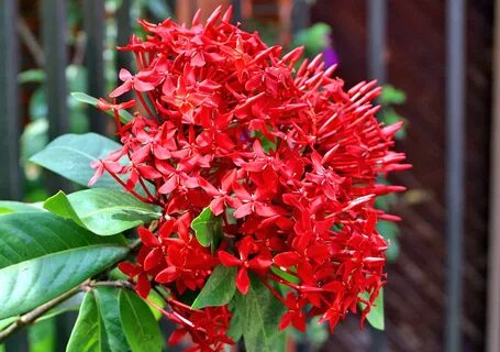 Photos of Colombia Flowers, Ixora casei