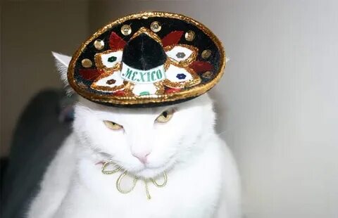 Mexican Cat Meme - Quotes Update