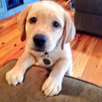 15 Cute Labrador Puppies Make You Smile