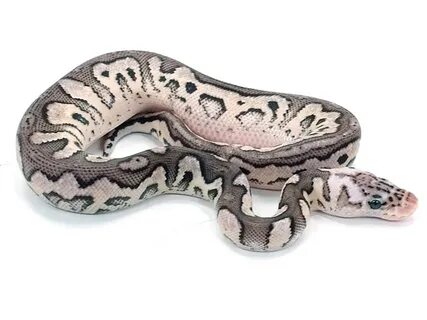 Axanthic Cinnamon Clown Pastel - VPI Line - Morph List - Wor