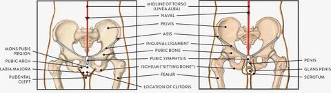 Body Types, Surface Landmarks, and Soft-Tissue Characteristi