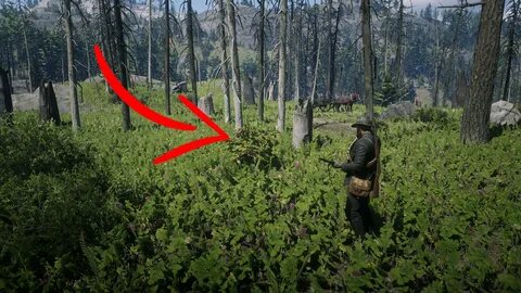 Pick and eat 4 species of berry in Red Dead Redemption 2 Sha