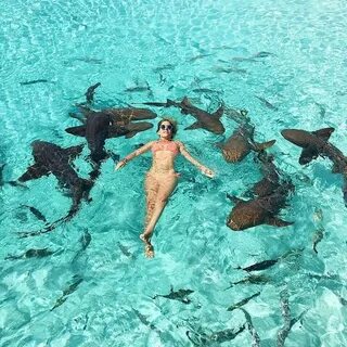 swimming with sharks bahamas Exuma bahamas, Bahamas honeymoo