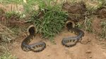 Snake Trap(How to Make one) - YouTube