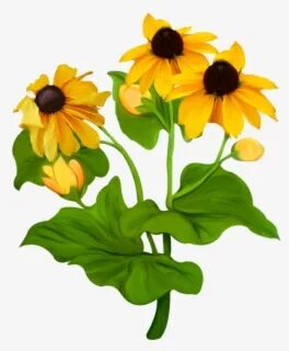 Black-eyed Susan , Free Transparent Clipart - ClipartKey