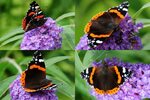 File:Red Admiral butterfly (Vanessa atalanta or NL= Atalanta