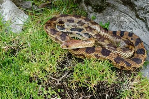 Pituophis deppei Culebra sorda mexicana - Mexican Bull Sna. 